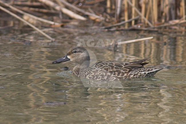 Blue-winged Teal (Anas discors) swimming in Toronto, Ontario, Canada. stock-image by Agami/Glenn Bartley,