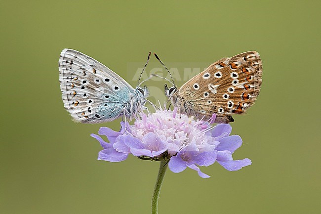 Bleek blauwtje, Chalk-hill Blue, stock-image by Agami/Walter Soestbergen,