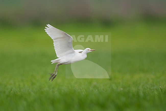 Adult Cattle Egret (Bubulcus ibis ibis), on an agricultural field on the island of Mallorca, Spain. Bird in flght over green rice field as background. stock-image by Agami/Ralph Martin,