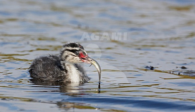 Kuifduiker jong met vis; Horned Grebe juvenile with fish stock-image by Agami/Markus Varesvuo,