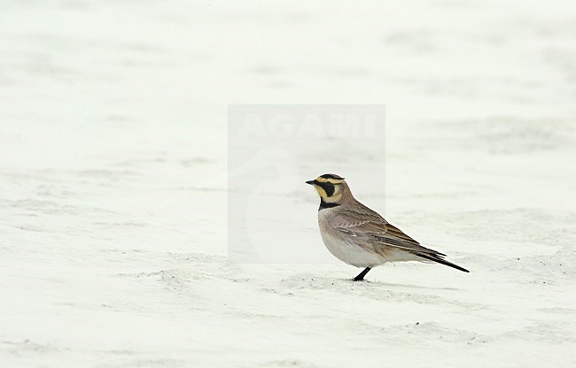 Strandleeuwerik foeregerend in de sneeuw; Horned Lark foraging in the snow stock-image by Agami/Markus Varesvuo,