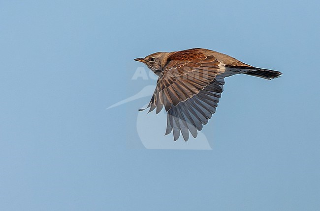 Wintering Fieldfare (Turdus pilaris) in the Netherlands. stock-image by Agami/Marc Guyt,