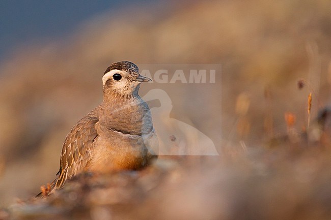 Eurasian Dotterel - Mornellregenpfeifer - Charadrius morinellus, Switzerland, adult male stock-image by Agami/Ralph Martin,