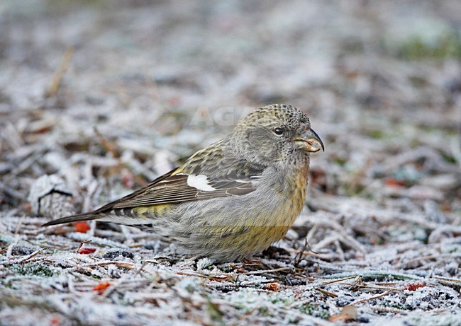 Witbandkruisbek op de grond; Two-barred Crossbill on the ground stock-image by Agami/Markus Varesvuo,