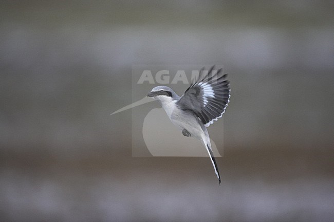 Great Grey Shrike adult hovering; Klapekster volwassen biddend stock-image by Agami/Jari Peltomäki,