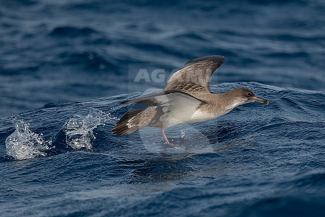 Cape Verde Shearwater (Calonectris edwardsii) is an endemic breeding bird. A recent split and part of the 'cory shearwater complex'  with Cory's and Scopoli's Shearwater. stock-image by Agami/Eduard Sangster,