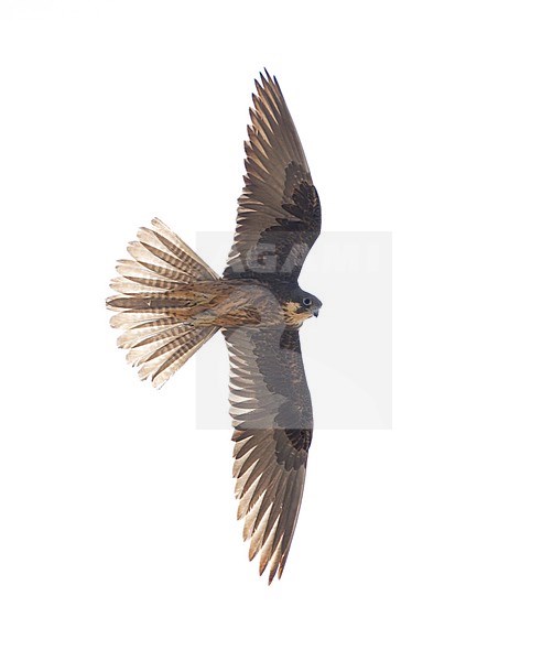 Eleonora's Valk in vlucht; Eleonora's Falcon (Falco eleonorae) stock-image by Agami/Mike Danzenbaker,