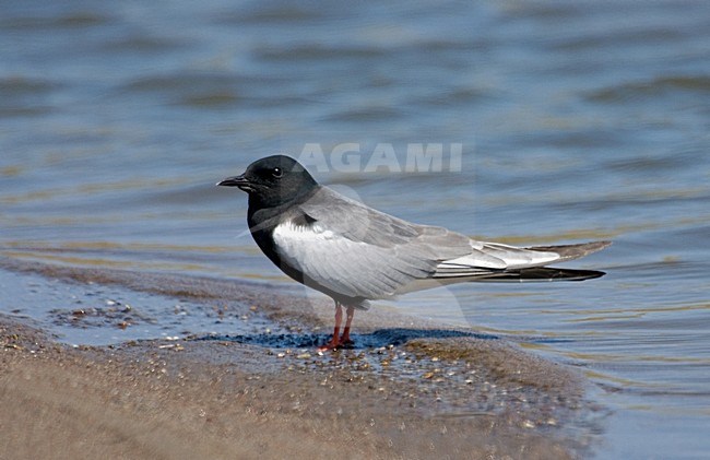 White-winged Black Tern perched near water; Witvleugelstern zittend naast water stock-image by Agami/Roy de Haas,