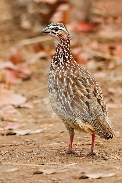 Crested Francolin (Ortygornis sephaena) looking over its shoulder stock-image by Agami/Dubi Shapiro,