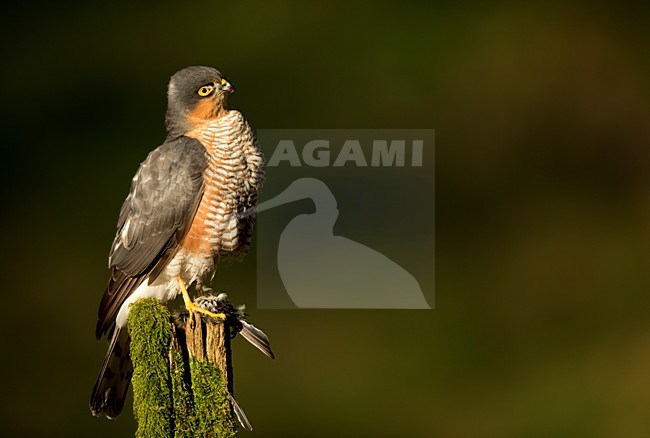 Mannetje Sperwer met prooi, Eurasian Sparrowhawk with prey stock-image by Agami/Danny Green,