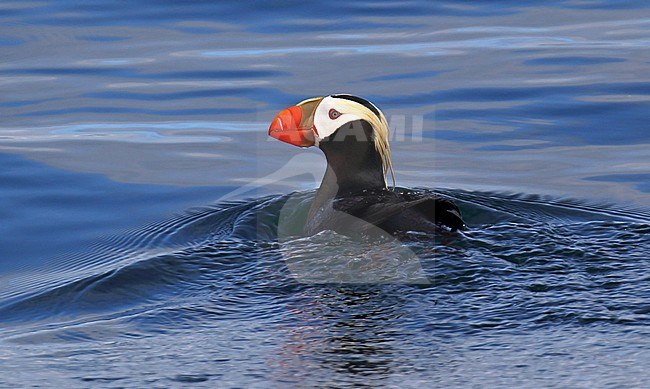 Adult Tufted Puffin (Fratercula cirrhata) at sea off Alaska, United States. stock-image by Agami/Dani Lopez-Velasco,