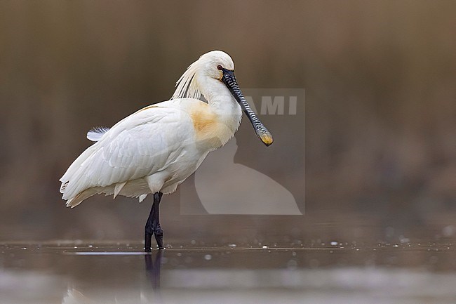 Adult Eurasian Spoonbill, Platalea leucorodia, in Italy. stock-image by Agami/Daniele Occhiato,