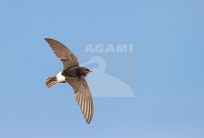 Little Swift (Apus affinis) in flight in Spain. stock-image by Agami/Ran Schols,