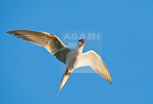 Visdief vliegend; Common Tern adult flying stock-image by Agami/Marc Guyt,