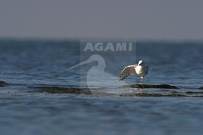 Bonaparte's Gull (Larus philadelphia) near Lake Ontario in Ontario, Canada. stock-image by Agami/Glenn Bartley,