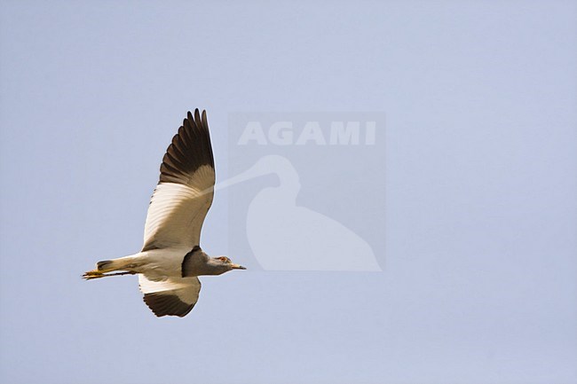 Grijskopkievit in de vlucht; Grey-headed lapwing in flight stock-image by Agami/Marc Guyt,