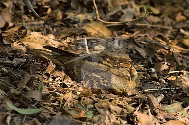 Horsfields Nachtzwaluw slapend op bosbodem; Large-tailed Nightjar sleeping on forest floor stock-image by Agami/Marc Guyt,