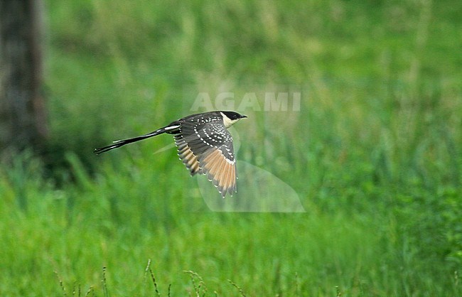 Juvenile Great Spotted Cuckoo (Clamator glandarius) in the Netherlands. Rare vagrant from southern Europe. In flight with green natural background. stock-image by Agami/Fred Visscher,