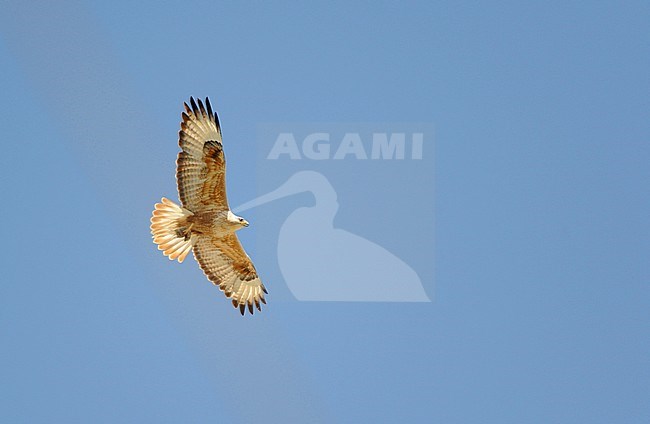 Long-legged Buzzard (Buteo rufinus) flying overhead in Turkey. stock-image by Agami/Dani Lopez-Velasco,