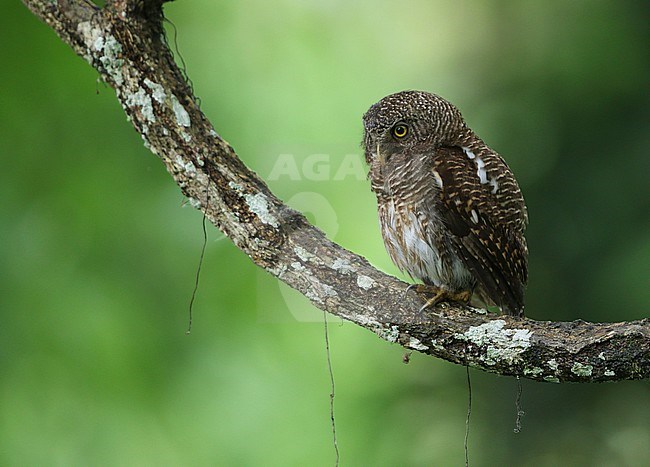 Asian barred owlet (Glaucidium cuculoides) perched in a tree in Kaziranga NP stock-image by Agami/James Eaton,