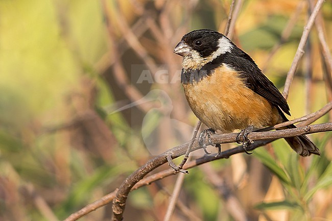 Cinnamon-rumped Seedeater (Sporophila torqueola) stock-image by Agami/Dubi Shapiro,