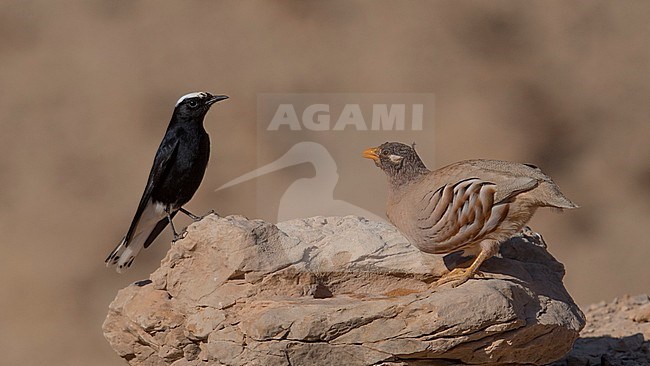 Side view of an adult White-crowned Wheatear (Oenanthe leucopyga) on a rock with a 1cy male Sand Partridge (Ammoperdix heyi). Israel stock-image by Agami/Markku Rantala,