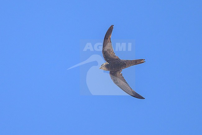 Forbes-Watson's Swift (Apus berliozi) in Oman. stock-image by Agami/Sylvain Reyt,