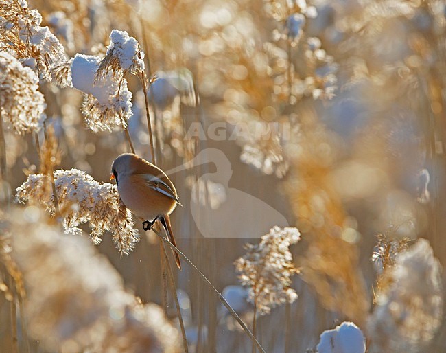 Mannetje Baardman in rietveld; Male Bearded Reedling in reedbed stock-image by Agami/Markus Varesvuo,