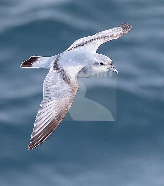 Fulmar Prion (Pachyptila crassirostris) in flight over the southern pacific ocean near Antipodes islands in subantarctic New Zealand. Seen from above. stock-image by Agami/Marc Guyt,