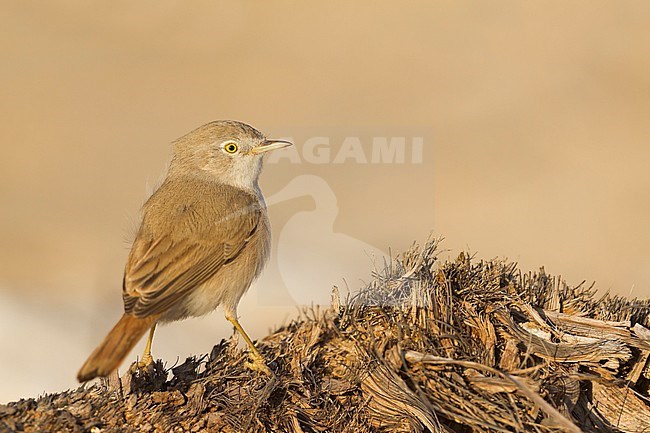 Asian Desert Warbler - WÃ¼stengrasmÃ¼cke - Sylvia nana, Oman stock-image by Agami/Ralph Martin,