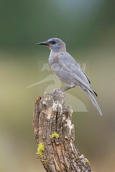 Juvenile Pinyon Jay (Gymnorhinus cyanocephalus) perched on a tree stump in pine forest of Lake County, Oregon, USA, during late summer. stock-image by Agami/Brian E Small,