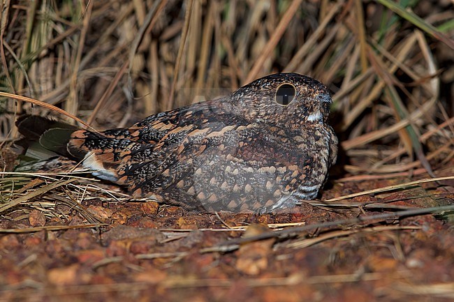 Least Nighthawk (Chordeiles pusillus) Resting on a ground in Guyana stock-image by Agami/Dubi Shapiro,