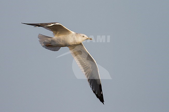 Heuglins Meeuw, Heuglin's Gull, Larus heuglini, Oman, adult stock-image by Agami/Ralph Martin,
