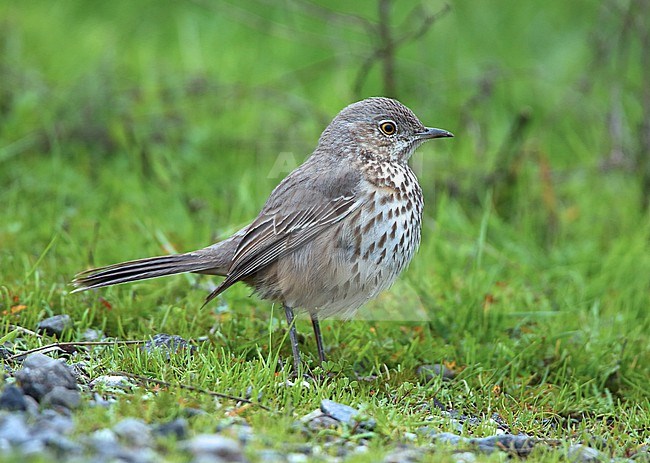 Sage Thrasher (Oreoscoptes montanus) taken the 02/02/2016 at  Petaluma - California  - USA stock-image by Agami/Aurélien Audevard,