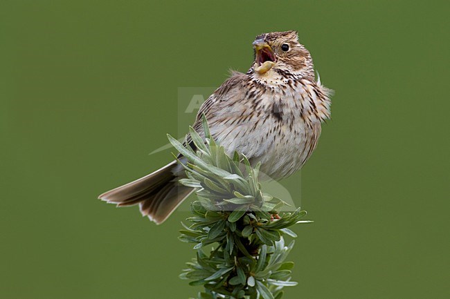 Zingende Grauwe Gors, Singing Corn Bunting stock-image by Agami/Daniele Occhiato,