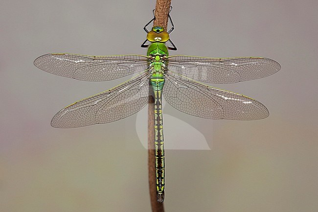 Teneral male Blue Emperor (Anax ephippiger) perched on a stick in the Netherlands. stock-image by Agami/Fazal Sardar,