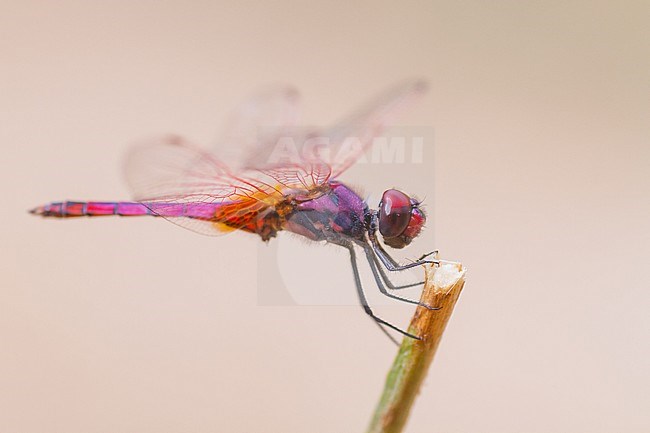 Trithemis annulata - Violet dropwing dragonfly - Violetter Sonnenanzeiger, Oman, imago stock-image by Agami/Ralph Martin,