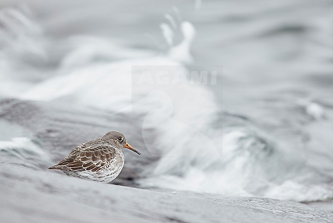 Purple Sandpiper (Calidris maritima) standing on a rock in the surf on Utö island in Finland during January. stock-image by Agami/Markus Varesvuo,