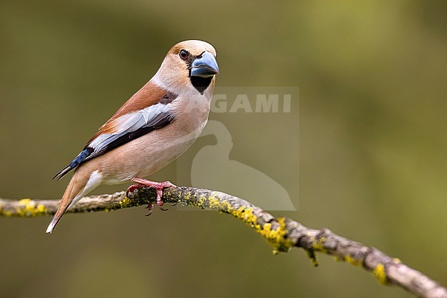 Hawfinch, Coccothraustes coccothraustes, in Italy. stock-image by Agami/Daniele Occhiato,