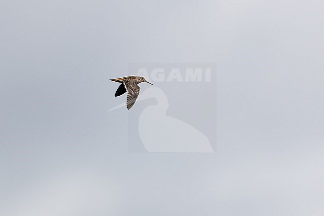 A Jack Snipe (Lymnocryptes minimus) in flight from side with lowered wing stock-image by Agami/Mathias Putze,