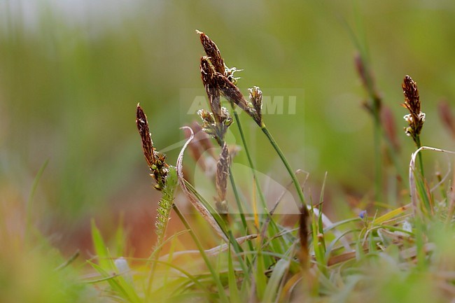 Spring sedge, Carex caryophyllea stock-image by Agami/Wil Leurs,