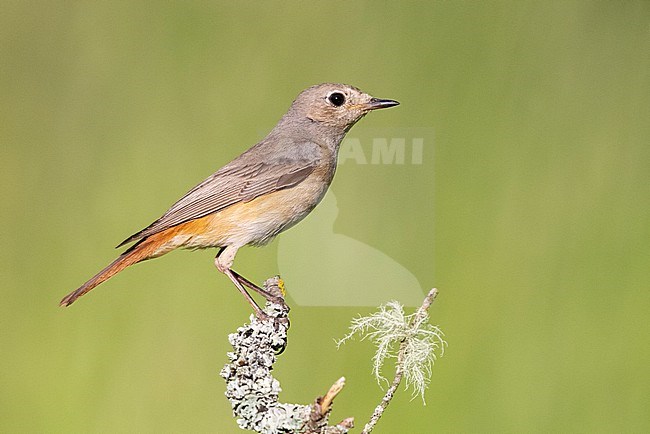 Common Redstart (Phoenicurus phoenicurus), side view of an adult female perched on a branch, Campania, Italy stock-image by Agami/Saverio Gatto,