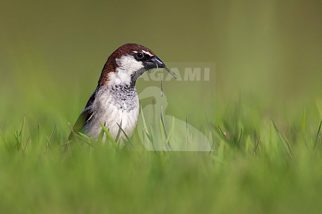 Male Italian Sparrow (Passer italiae) in Italy. stock-image by Agami/Daniele Occhiato,