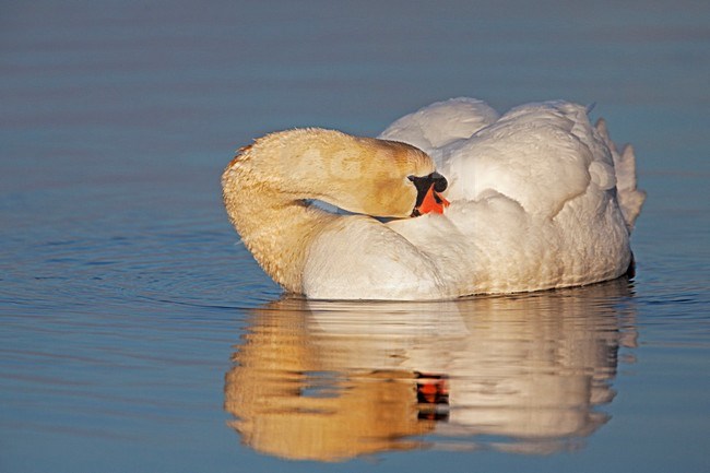 Zwemmende man Knobbelzwaan; Swimming male Mute Swan stock-image by Agami/Rob Olivier,