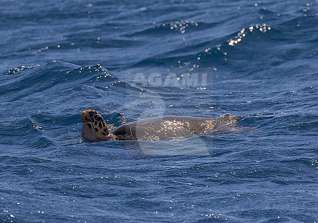 Critically Endangered Hawksbill sea turtle (Eretmochelys imbricata) swimming in the Caribbean ocean. stock-image by Agami/Pete Morris,