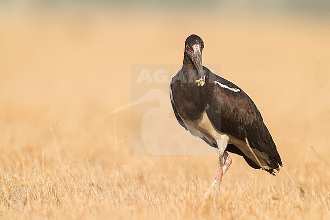 Abdim's Stork - Abdimstorch - Ciconia abdimii, Oman, adult stock-image by Agami/Ralph Martin,