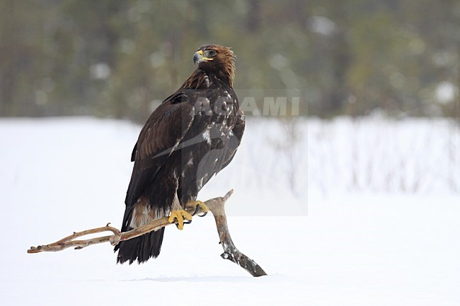 Steenarend zittend in de sneeuw; Golden Eagle perched in the snow stock-image by Agami/Chris van Rijswijk,