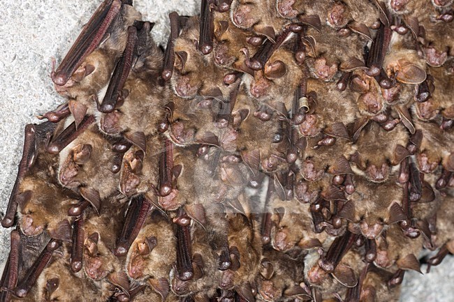 Vale vleermuizen in winterslaap, Greater Mouse Eared Bats in hibernation stock-image by Agami/Theo Douma,