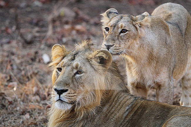 Asiatic lion (Panthera leo leo) in Gir national park in Gujarat, India. Male and female together. stock-image by Agami/James Eaton,