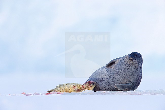 Adult Ringed Seal (Pusa hispida) with white furred recenlty born pub resting on ice floe. stock-image by Agami/Pieter-Jan D'Hondt ,